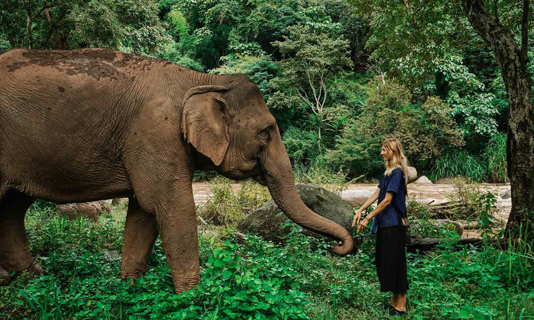 Day 3: Elephant Nature Park – Up Close and Personal with Lovely Elephants